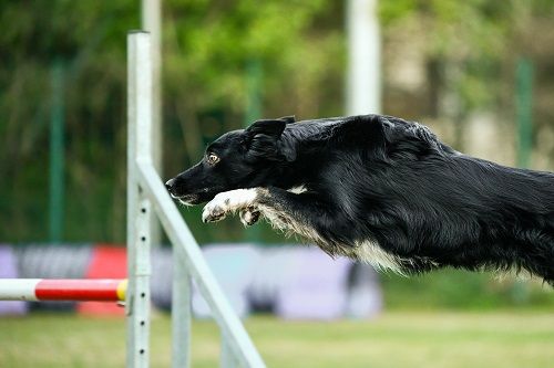 des Crocs de Provence - Championnat de France d'agility 2025