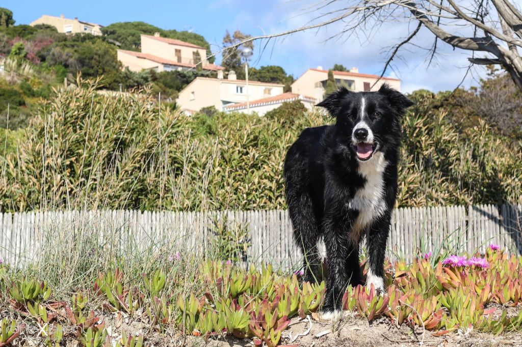 des Crocs de Provence - Au revoir Foxie