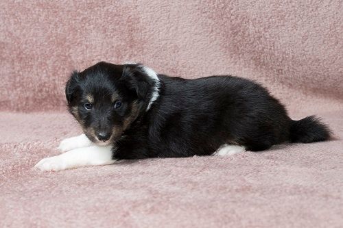 des Crocs de Provence - Shetland Sheepdog - Portée née le 03/04/2021