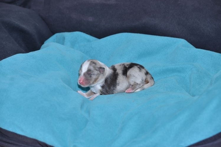 des Crocs de Provence - Shetland Sheepdog - Portée née le 13/03/2016