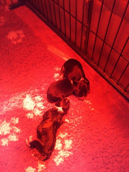 des Crocs de Provence - Shetland Sheepdog - Portée née le 31/03/2020