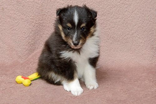des Crocs de Provence - Shetland Sheepdog - Portée née le 23/08/2021
