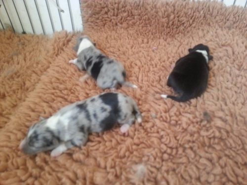 des Crocs de Provence - Shetland Sheepdog - Portée née le 27/09/2017
