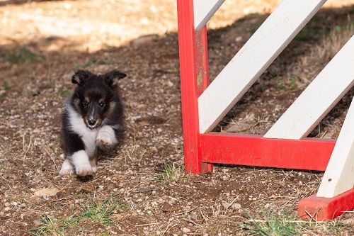 des Crocs de Provence - Chiots disponibles - Shetland Sheepdog