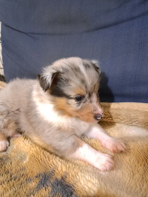des Crocs de Provence - Shetland Sheepdog - Portée née le 15/08/2022