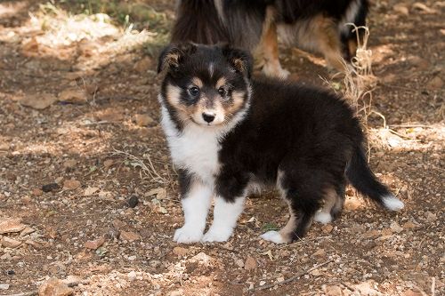 des Crocs de Provence - Shetland Sheepdog - Portée née le 04/06/2023