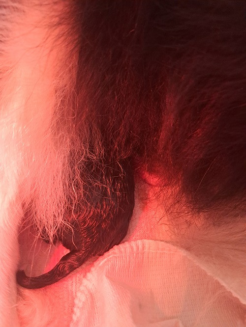 Chiot Shetland Sheepdog des Crocs de Provence