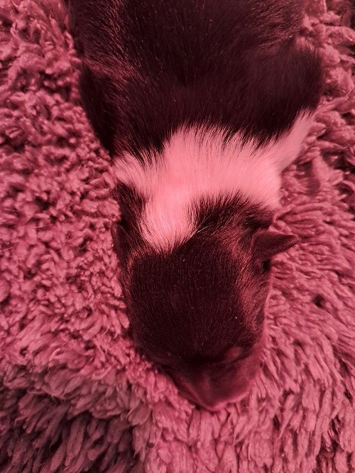 des Crocs de Provence - Chiots disponibles - Shetland Sheepdog