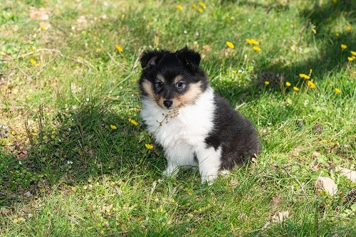 des Crocs de Provence - Chiots disponibles - Shetland Sheepdog