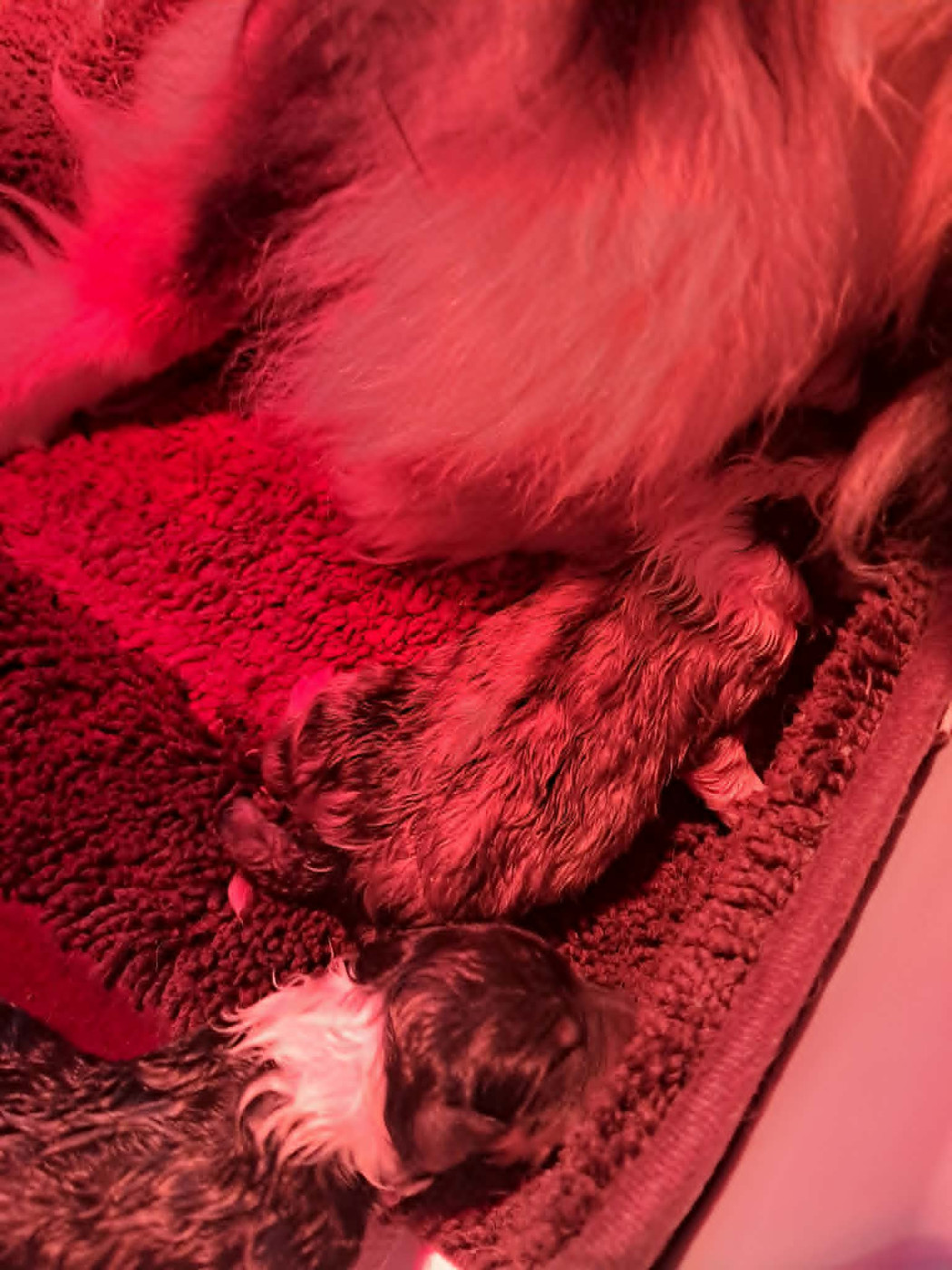 Chiot Shetland Sheepdog des Crocs de Provence