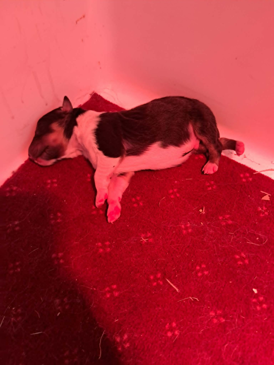 des Crocs de Provence - Chiots disponibles - Shetland Sheepdog