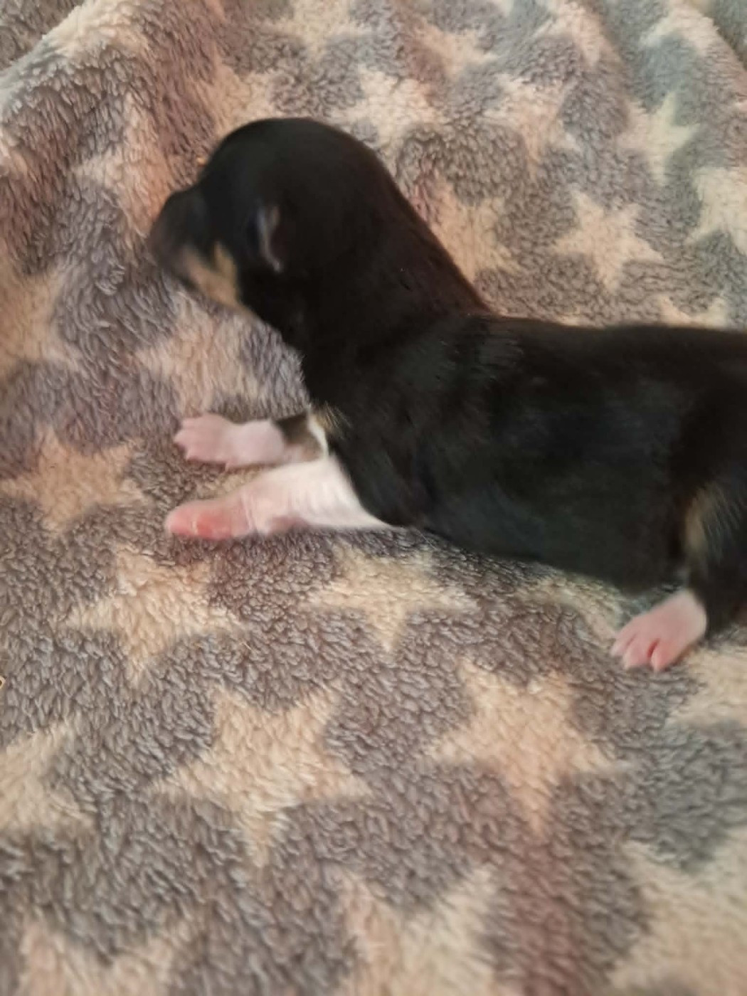 des Crocs de Provence - Chiots disponibles - Shetland Sheepdog
