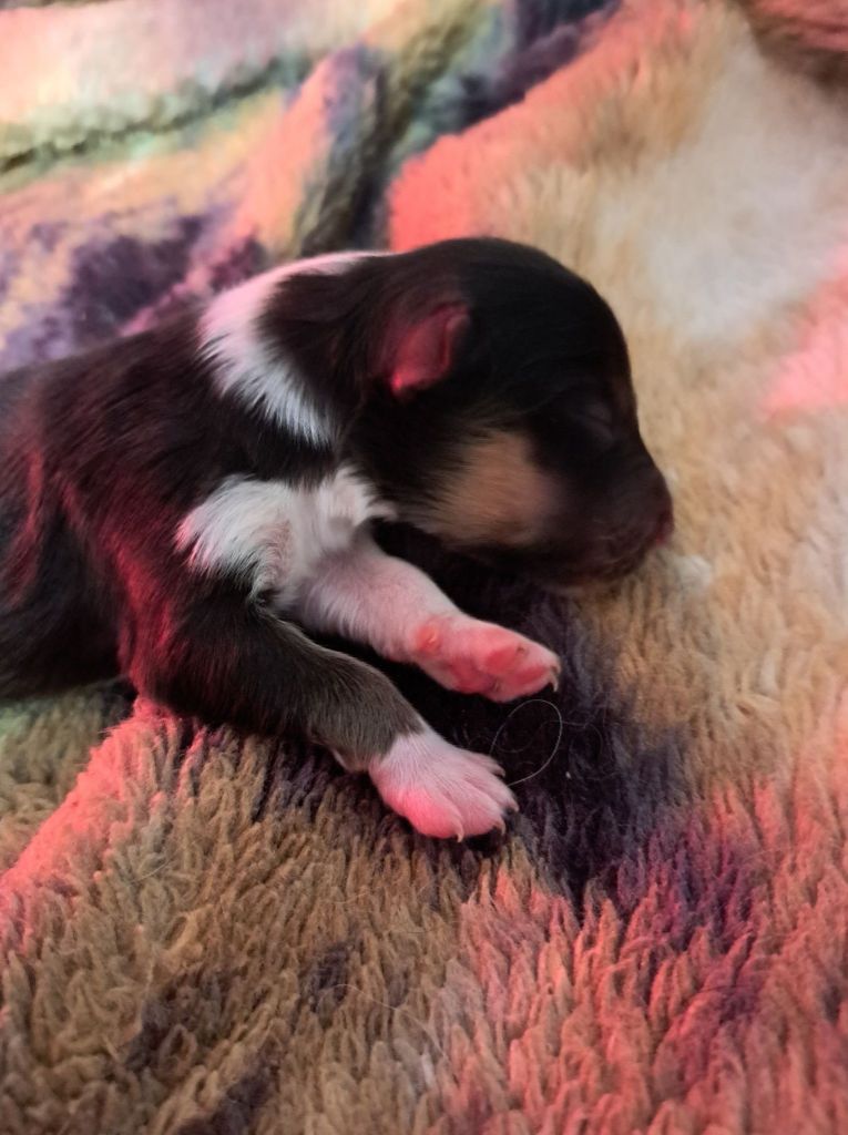 des Crocs de Provence - Shetland Sheepdog - Portée née le 05/09/2022