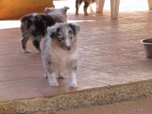 des Crocs de Provence - Shetland Sheepdog - Portée née le 29/06/2017