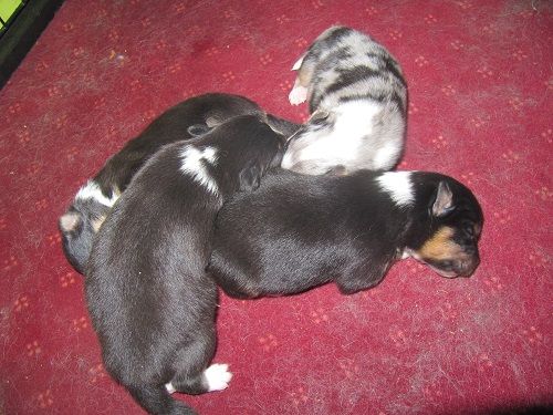 des Crocs de Provence - Shetland Sheepdog - Portée née le 15/01/2022