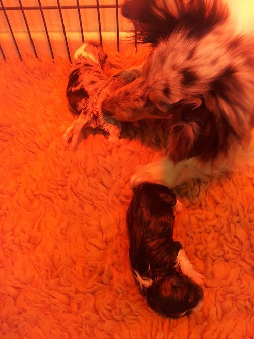 Cachorro Shetland Sheepdog des Crocs de Provence