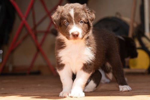 des Crocs de Provence - Border Collie - Portée née le 01/07/2025