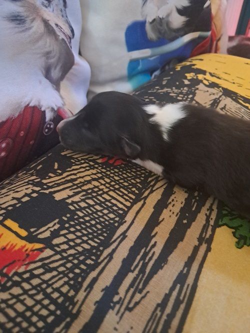 des Crocs de Provence - Chiots disponibles - Shetland Sheepdog