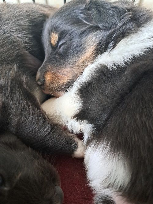des Crocs de Provence - Shetland Sheepdog - Portée née le 04/02/2024