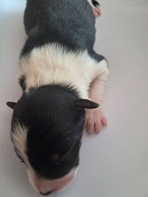 des Crocs de Provence - Chiots disponibles - Border Collie