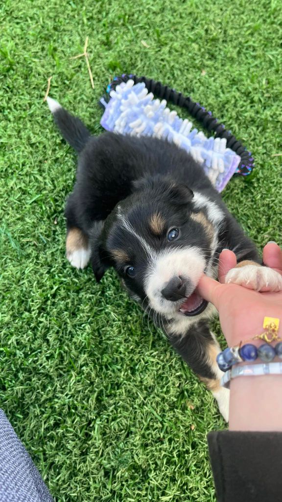 des Crocs de Provence - Border Collie - Portée née le 21/01/2024