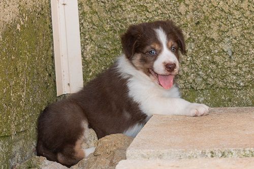des Crocs de Provence - Chiots disponibles - Border Collie