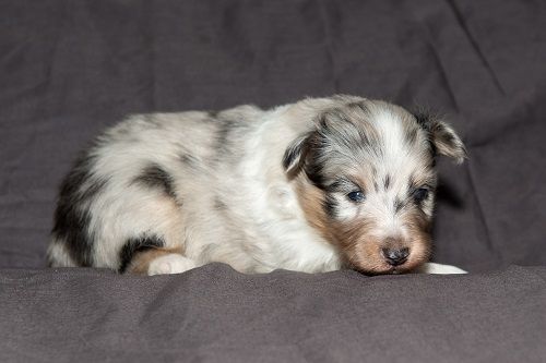 des Crocs de Provence - Shetland Sheepdog - Portée née le 21/11/2018