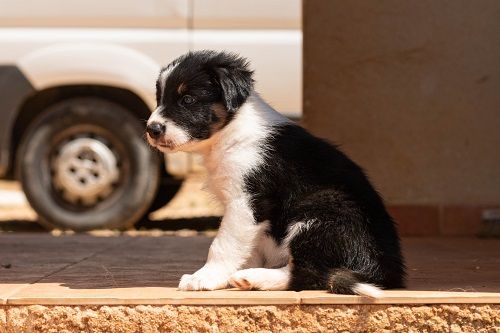 des Crocs de Provence - Chiots disponibles - Border Collie