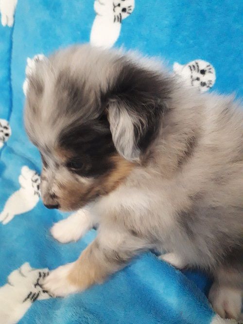 des Crocs de Provence - Shetland Sheepdog - Portée née le 12/05/2021