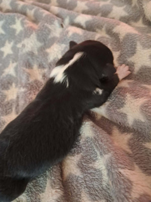 Chiot N°4