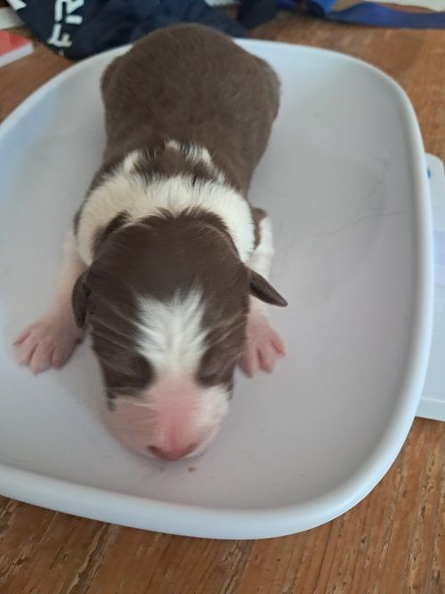 des Crocs de Provence - Chiots disponibles - Border Collie