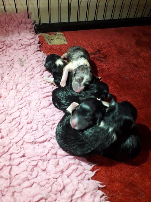 des Crocs de Provence - Shetland Sheepdog - Portée née le 18/02/2021