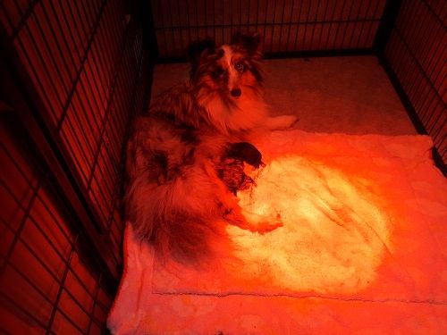 des Crocs de Provence - Shetland Sheepdog - Portée née le 28/11/2018