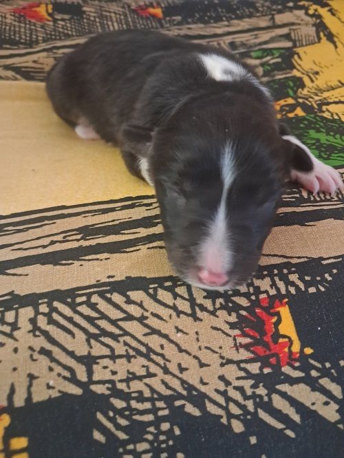 des Crocs de Provence - Chiots disponibles - Shetland Sheepdog