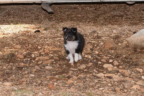 des Crocs de Provence - Chiots disponibles - Shetland Sheepdog