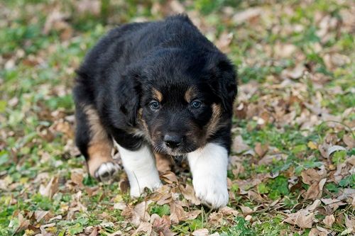 des Crocs de Provence - Border Collie - Portée née le 17/01/2023