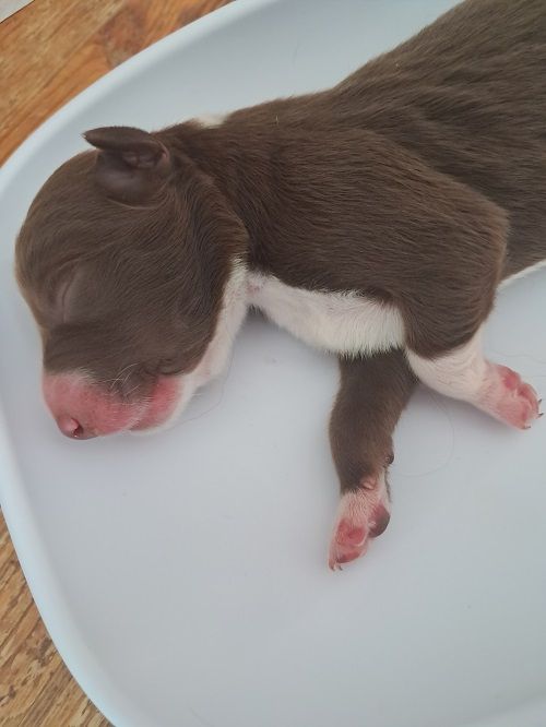 des Crocs de Provence - Chiots disponibles - Border Collie