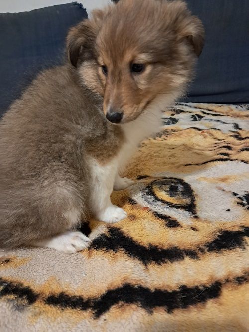 des Crocs de Provence - Shetland Sheepdog - Portée née le 23/09/2024