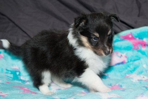 des Crocs de Provence - Shetland Sheepdog - Portée née le 05/12/2018