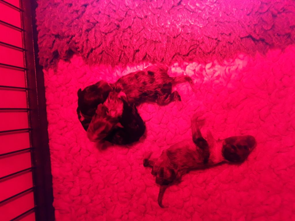 des Crocs de Provence - Shetland Sheepdog - Portée née le 25/03/2020